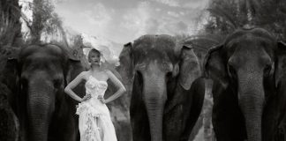 Autumn For The Elephants by Jvdas Berra