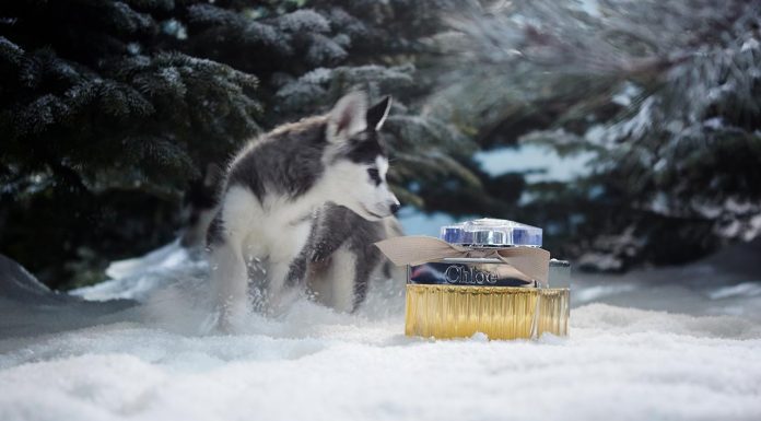 Happy Holidays From Chloé, racconto olfattivo in uno sport dolcissimo Happy Holidays From Chloé