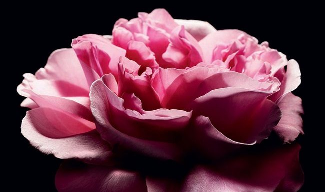 La Rosa di Maggio, essenza dei profumi Dior LA ROSA DI MAGGIO, ESSENZA DEI PROFUMI DIOR fashionpress.it
