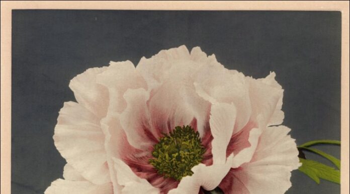 Blooming Japan | New exhibition from April 9, 2021 Blooming Japan