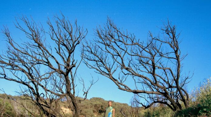 Sindiso Khumalo SS22 Digital Fashion Show