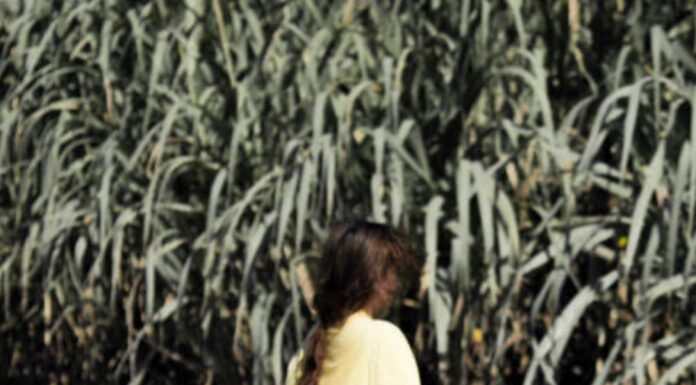 ‘Back In The Island’ by Amanda Valle Back In The Island by Amanda Valle