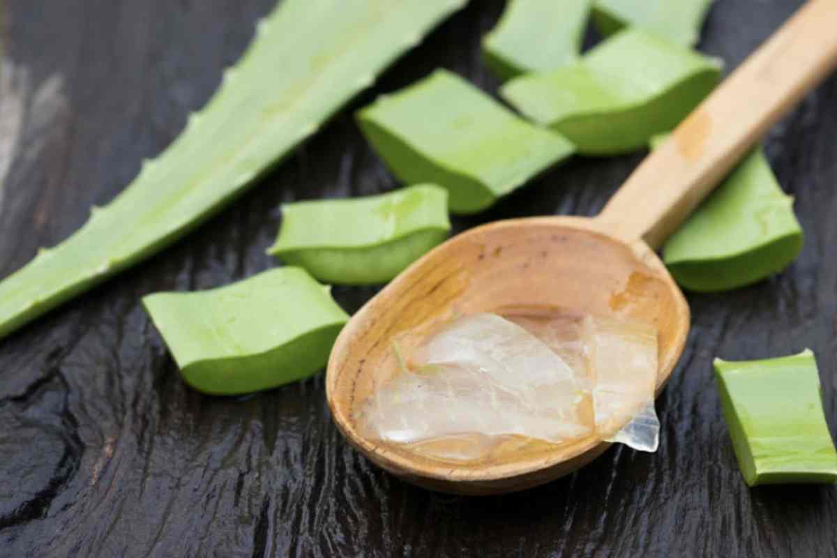 In particolare, la maschera all’aloe vera fatta in casa sta diventando un vero fenomeno sul web, grazie alla sua efficacia nel donare